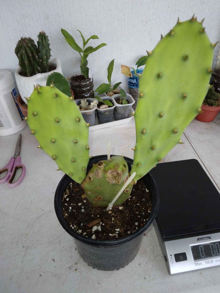 Prickly Pear Cactus Pads