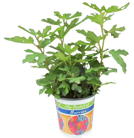 Fig Tree