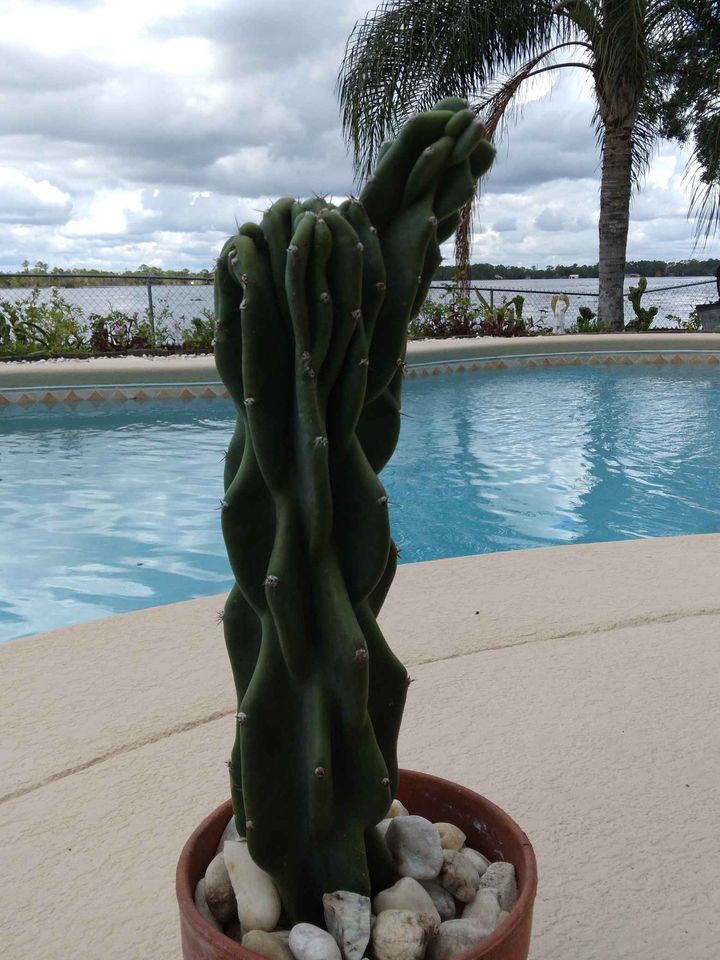 Monstrose Peruvian Apple Cactus