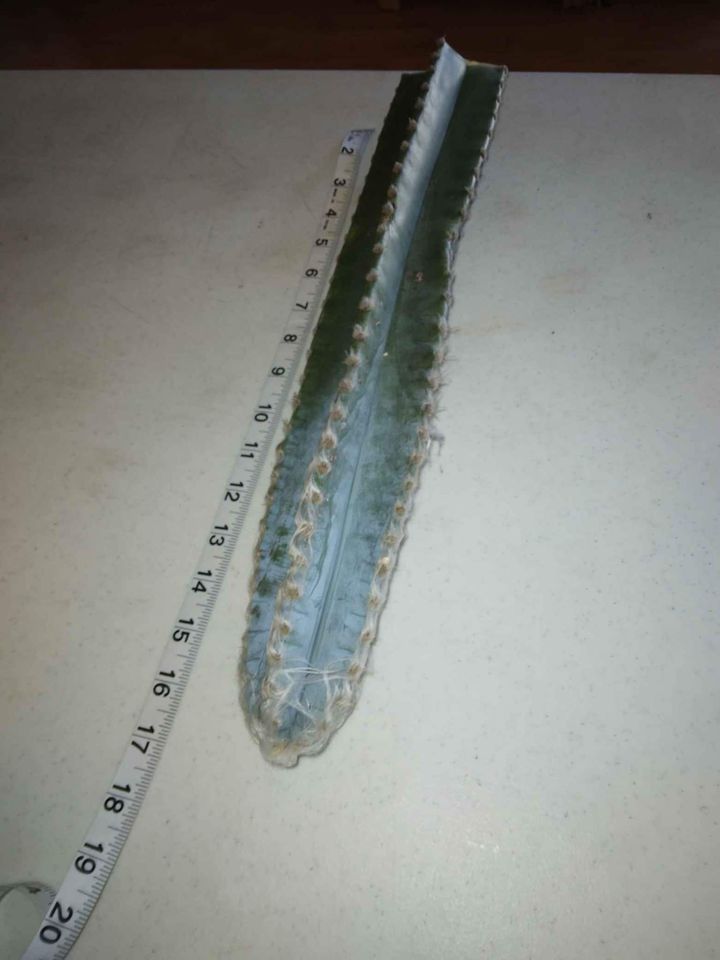 Monstrose Apple Cactus Cutting
