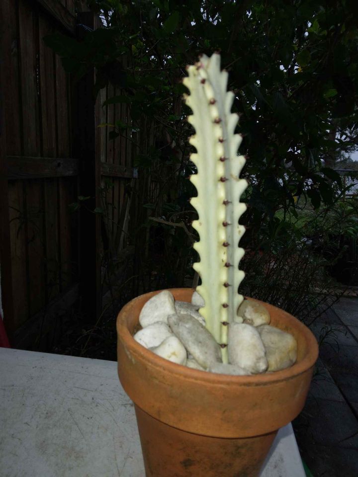 White Ghost Cactus Cutting