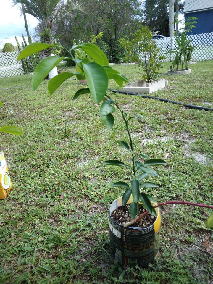 Ruby Red Grapefruit Tree