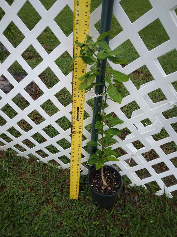 Ruby Red Grapefruit Tree