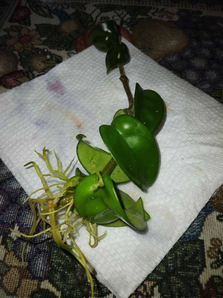 Hoya Hindu Rope