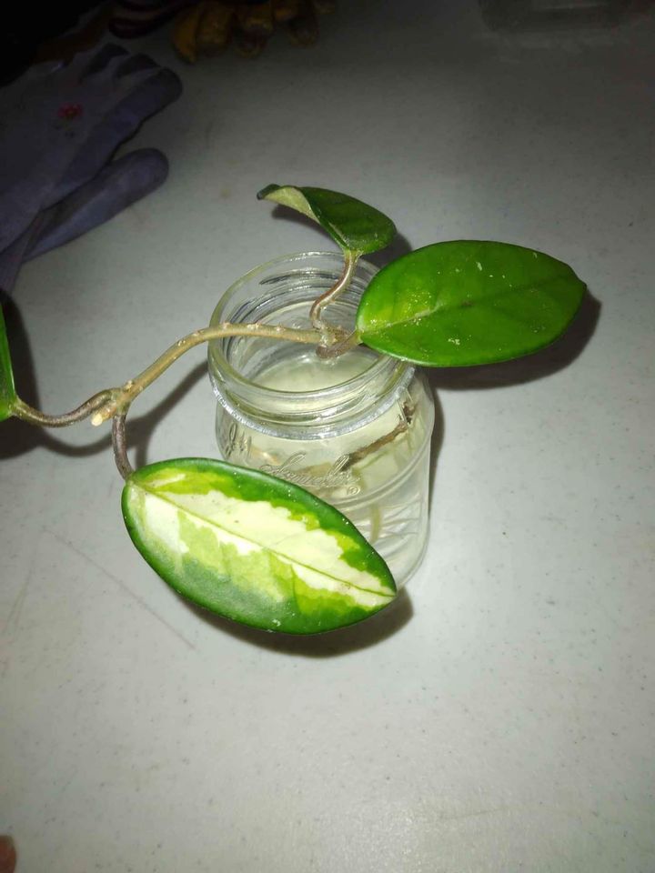 Hoya Carnosa Rooted