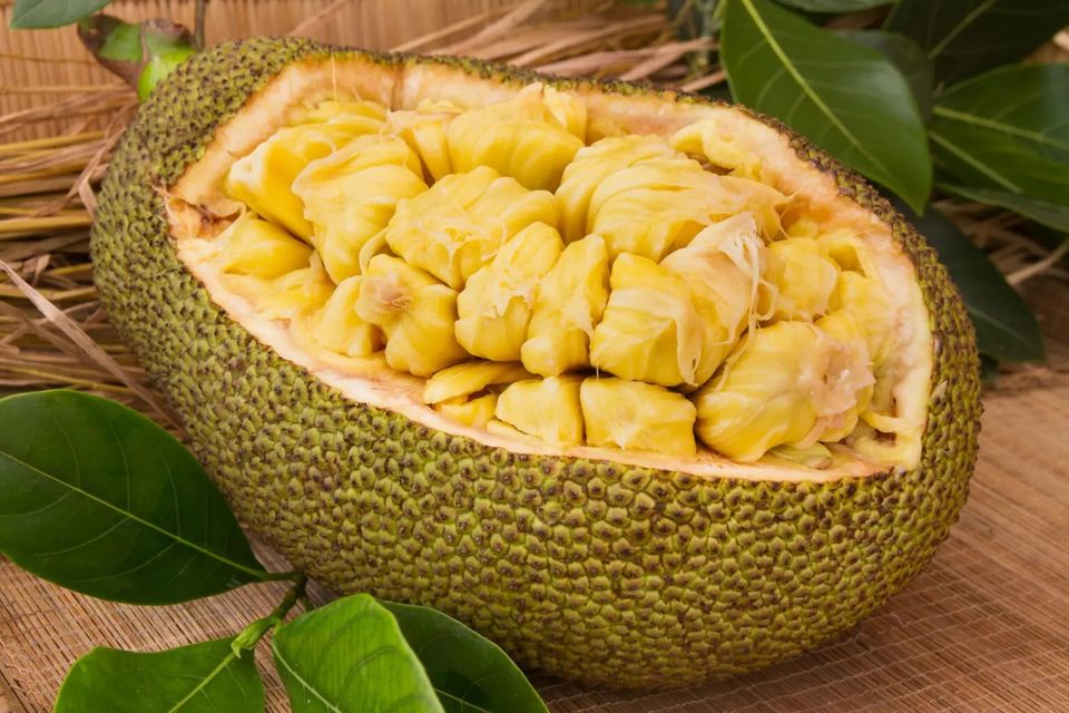 Jackfruit Seeds