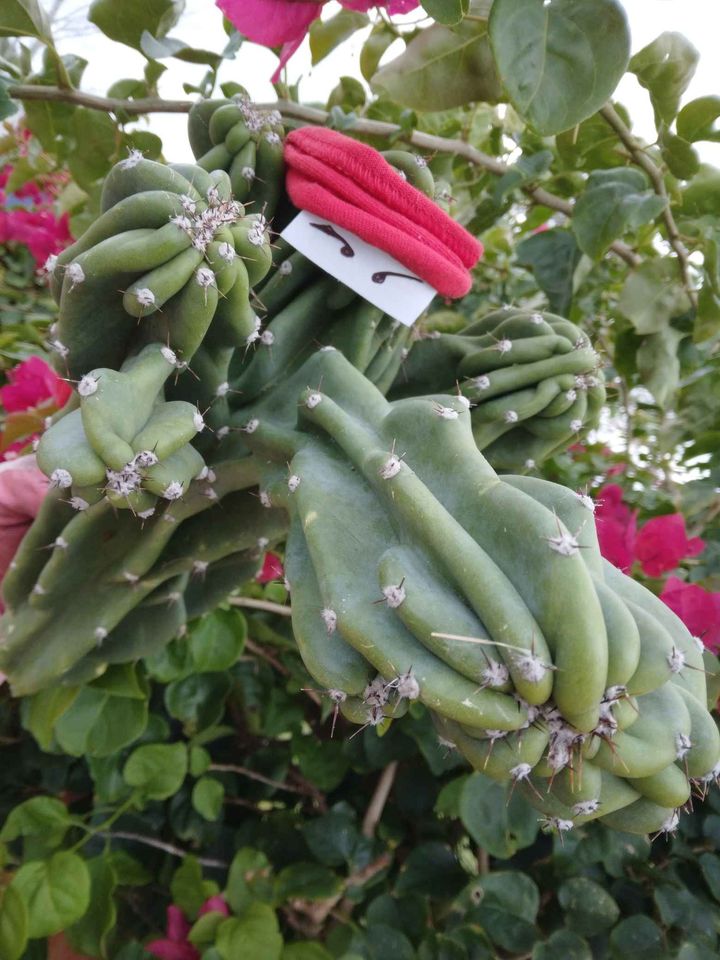 Monstrose Peruvian Apple Cactus