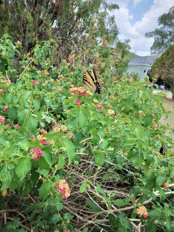 Lantana Seeds