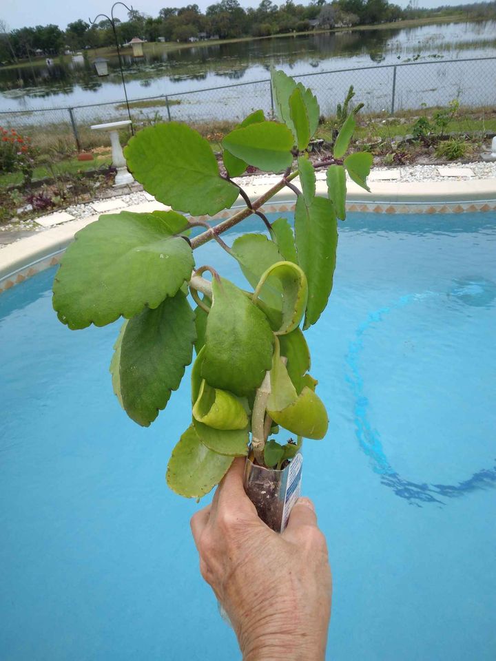 Miracle Leaf Plant