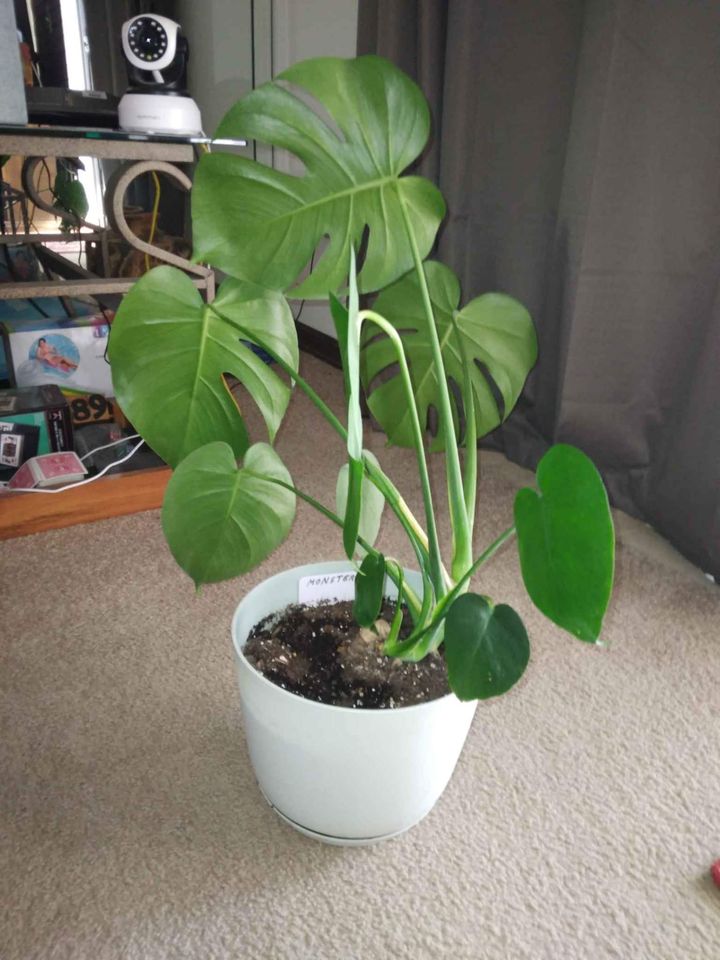 Monstera Deliciosa