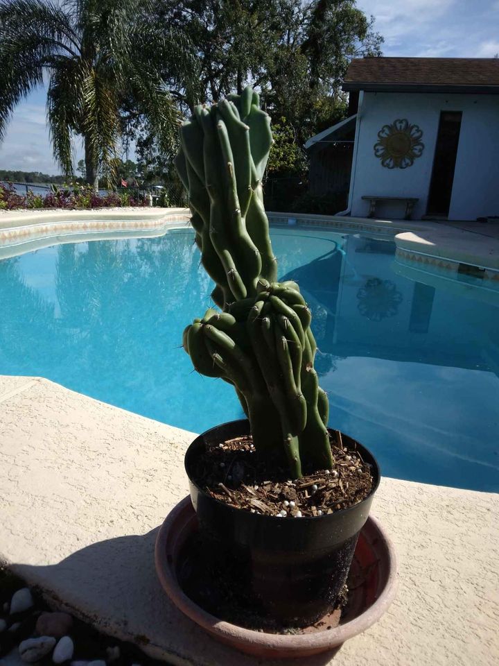 Peruvian Apple Cactus