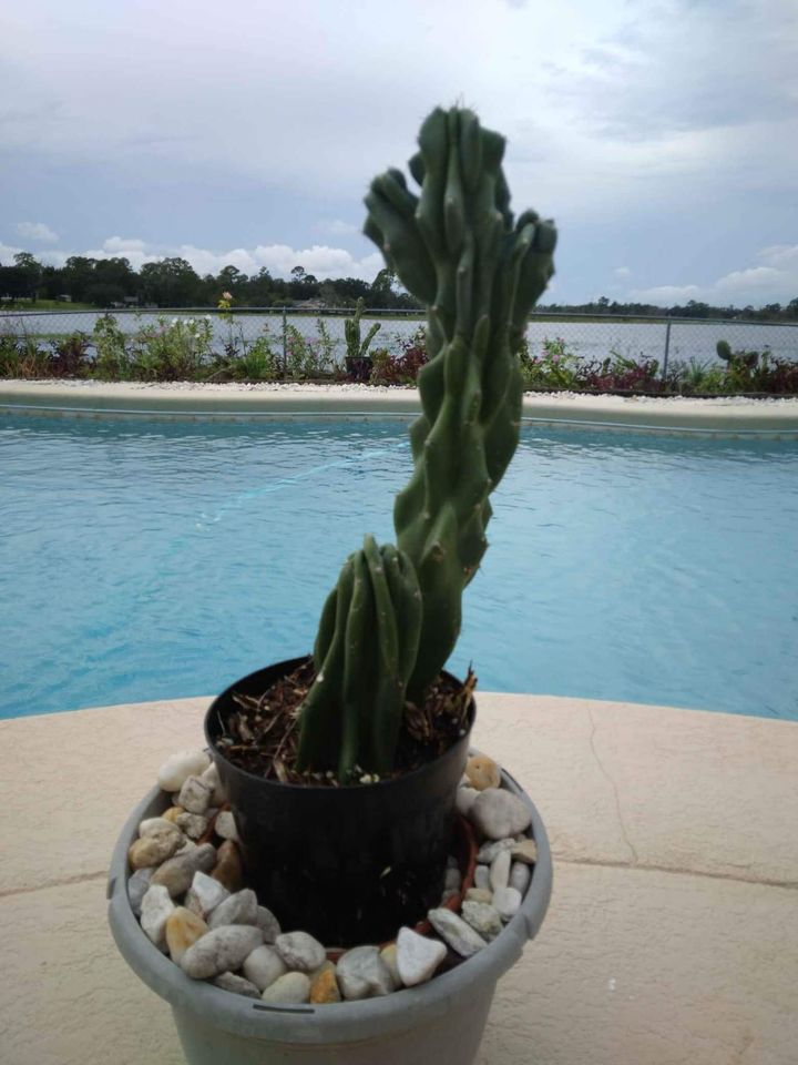 Peruvian Apple Cactus