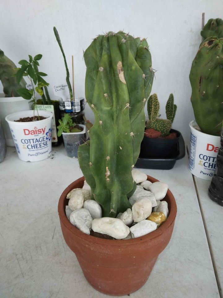Monstrose Apple Cactus Cutting