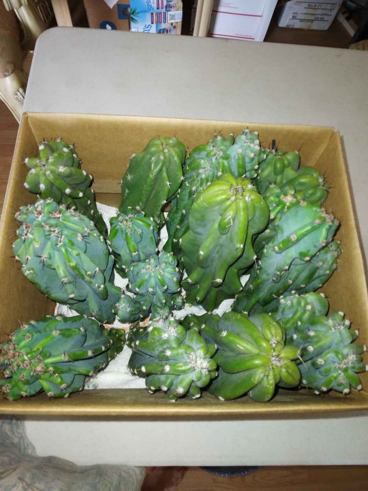 Peruvian Apple Cactus