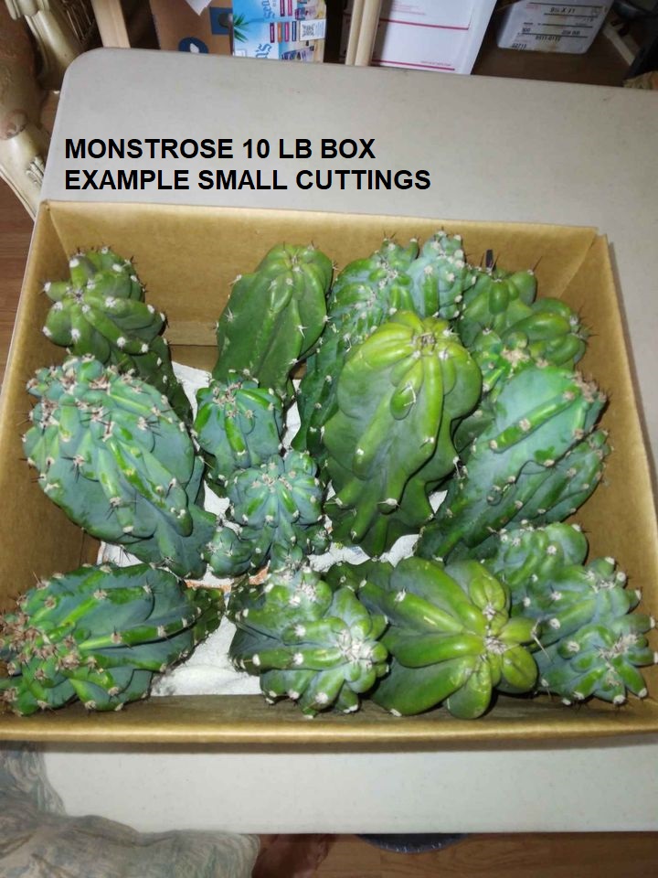Bulk Cactus