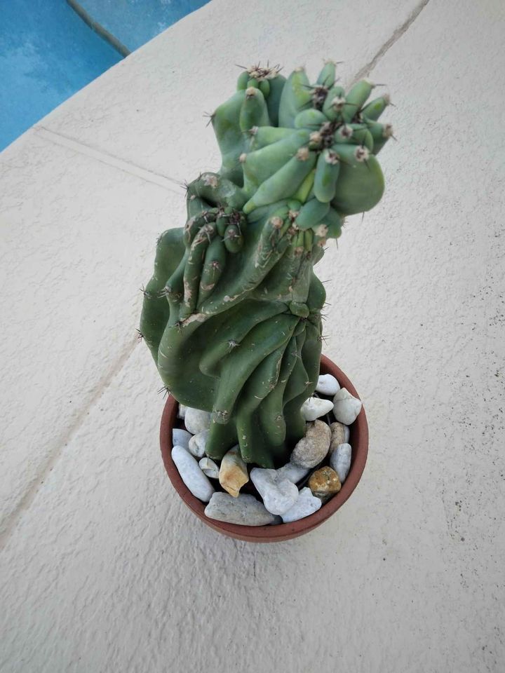 Monstrose Peruvian Apple Cactus Cutting