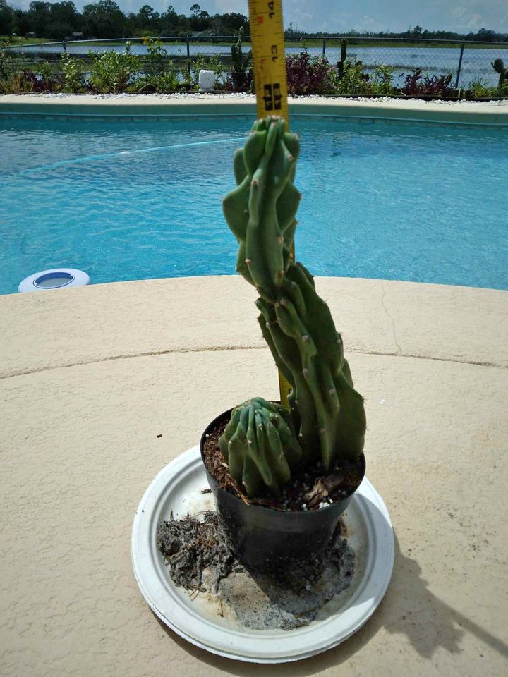 Monstrose Apple Cactus in Pot
