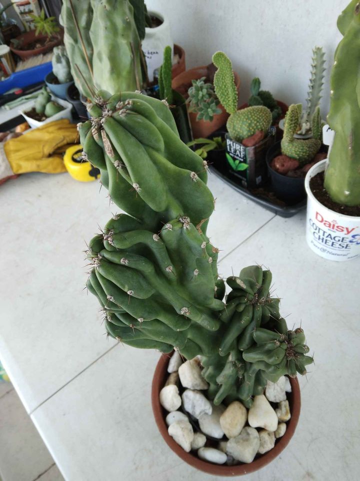 Monstrose Apple Cactus Cutting
