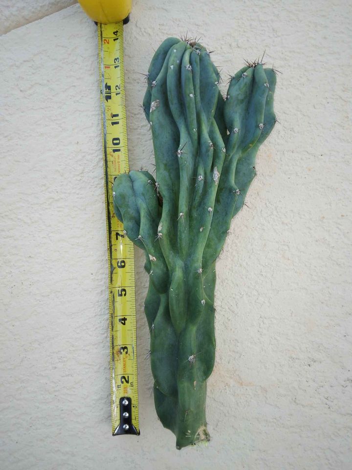 Monstrose Apple Cactus Cutting