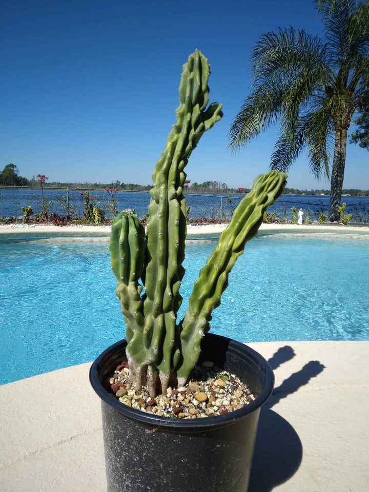 Monstrose Apple Cactus Cutting