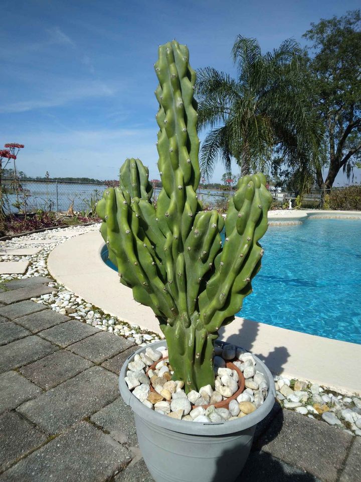 Monstrose Apple Cactus Cutting
