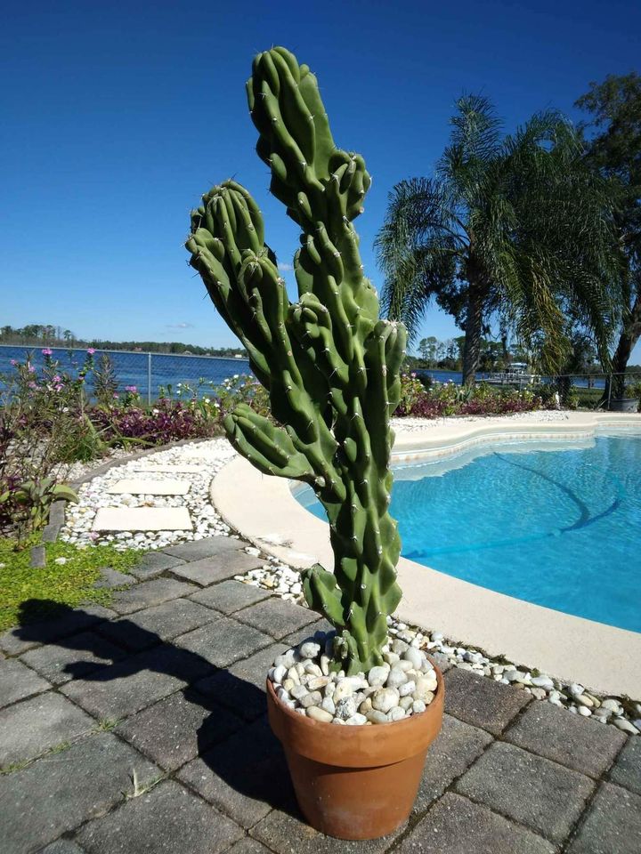 Monstrose Apple Cactus