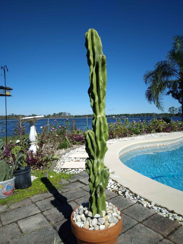 Monstrose Apple Cactus Cutting