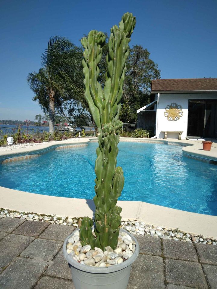 Monstrose Apple Cactus Cutting