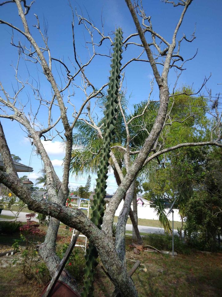 Monstrose Apple Cactus Cutting