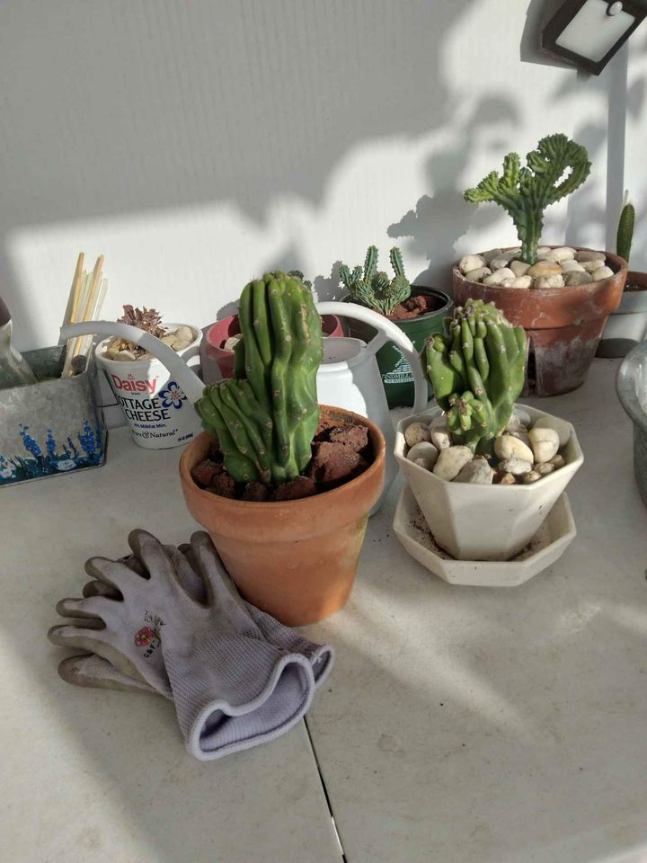 Crested Monstrose Cutting