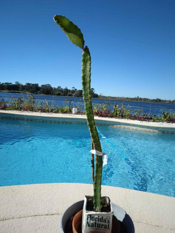 Climbing Cactus