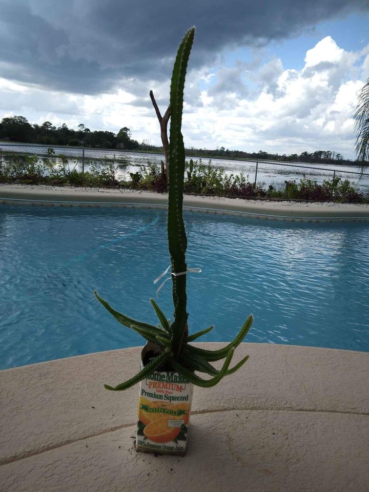 Flowering Climbing Cactus