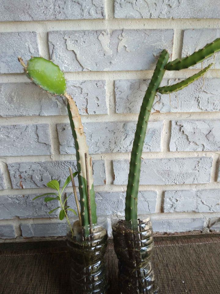 Flowering Climbing Cactus