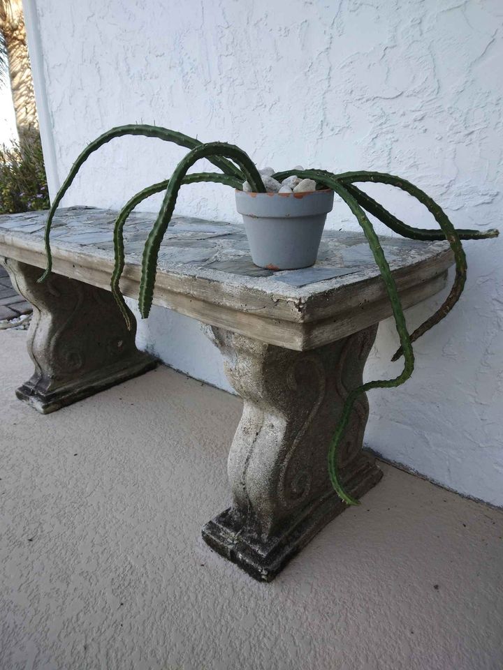 Flowering Climbing Cactus