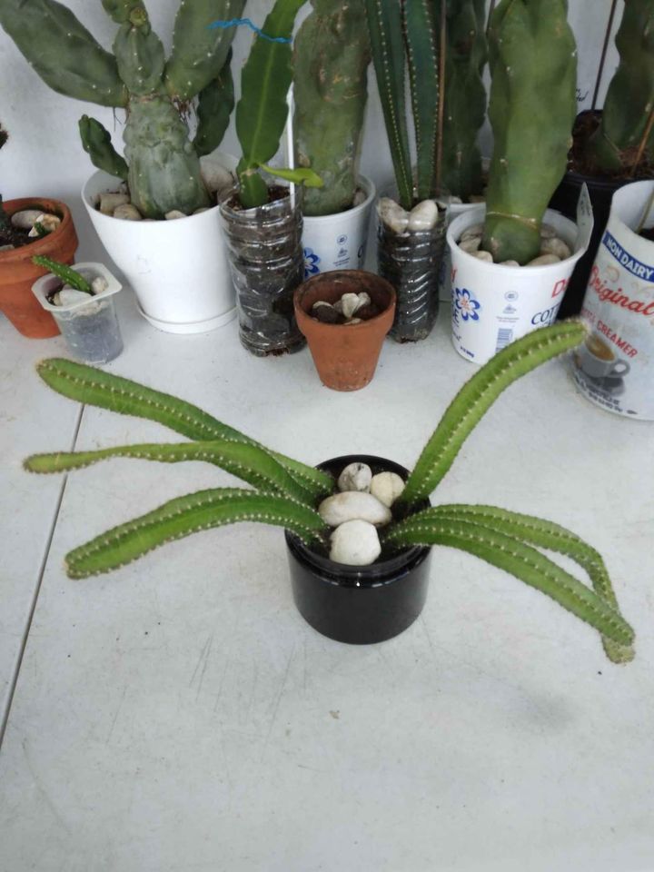 Flowering Climbing Cactus