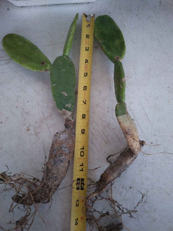 Prickly Pear Cactus Plant