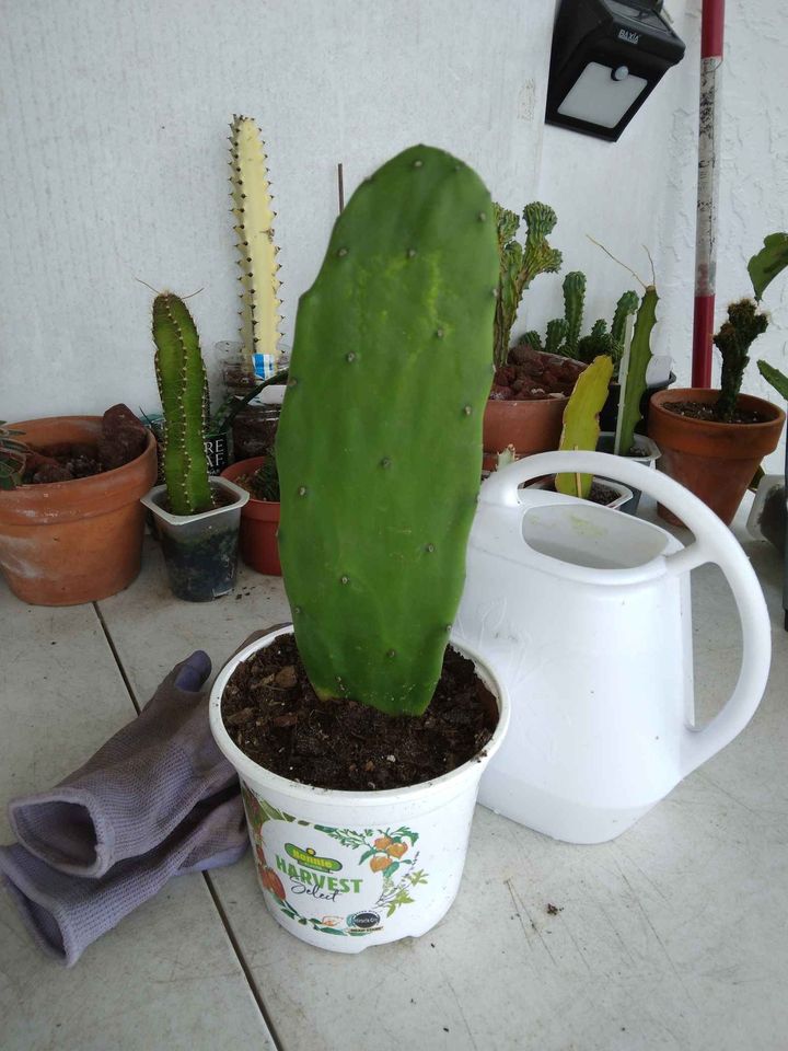 Prickly Pear Cactus Plant