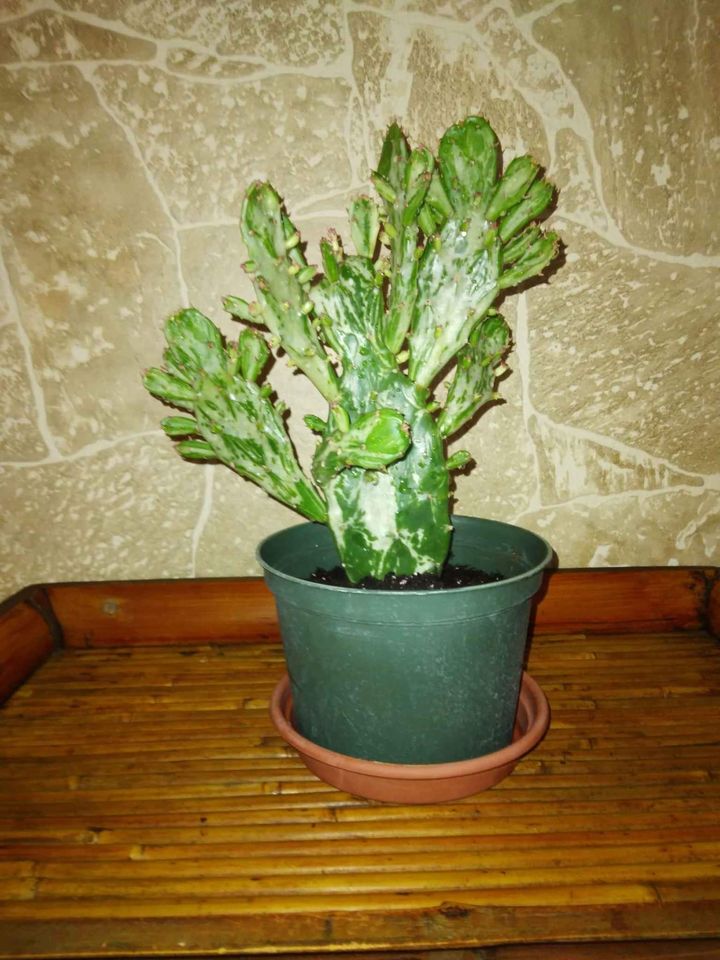Variegated Optunia Cactus Plant