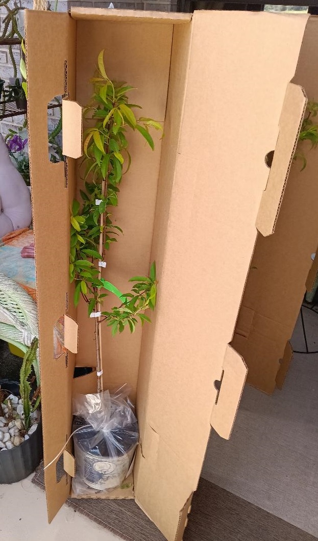 Peach Trees Shipped