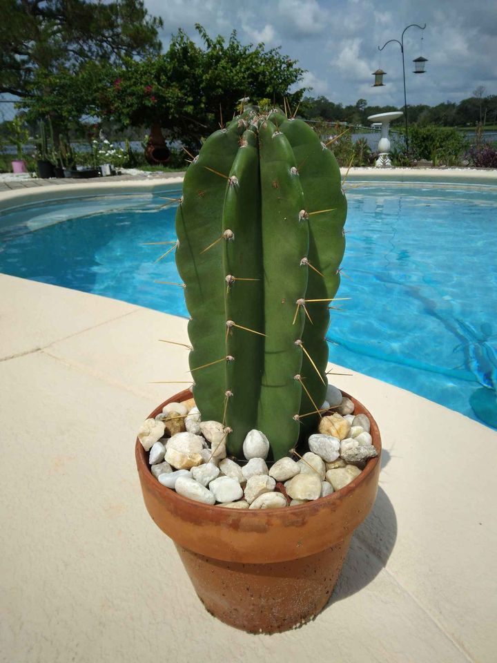Peruvian Apple Cactus