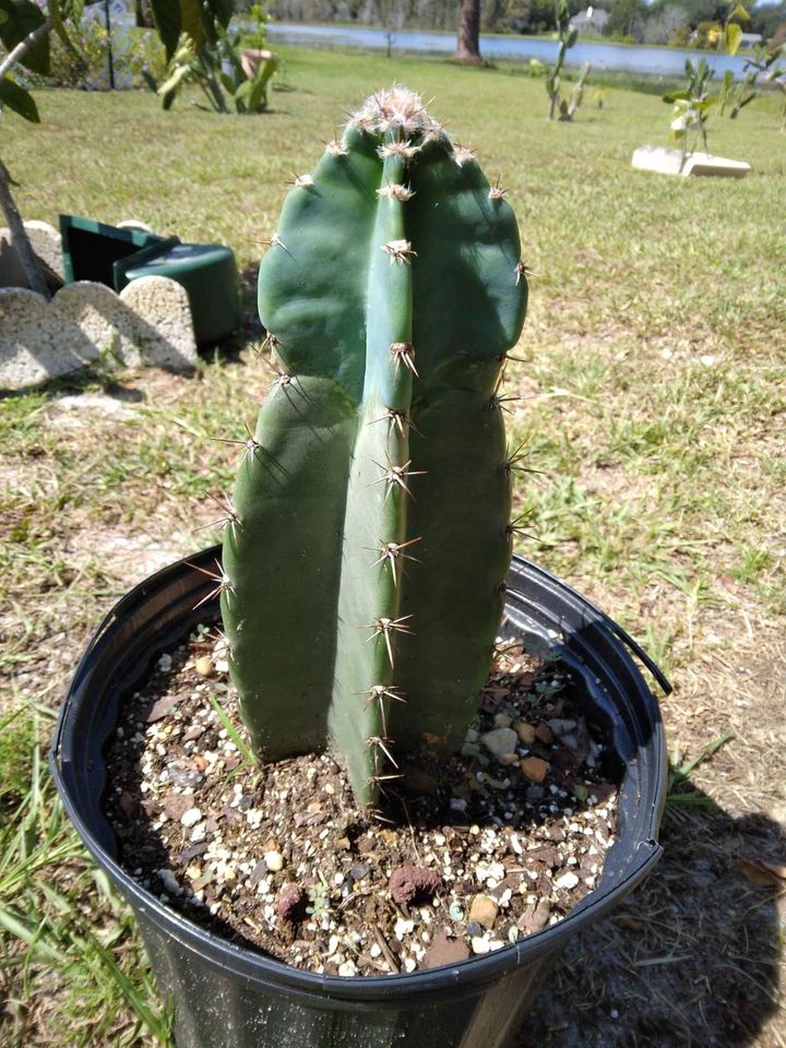 Peruvian Apple Cactus