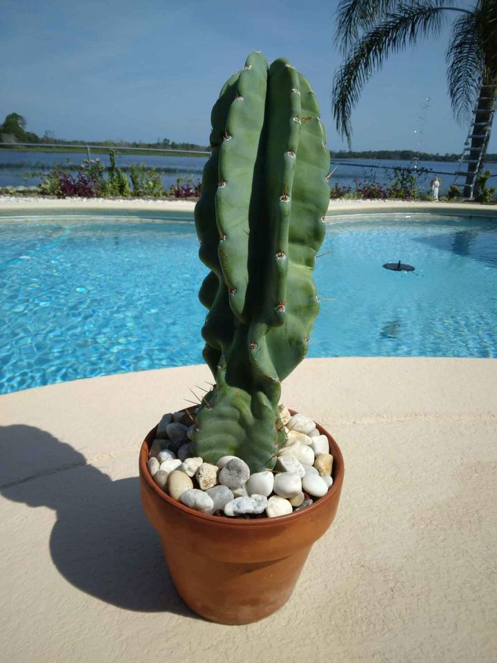 Peruvian Apple Cactus