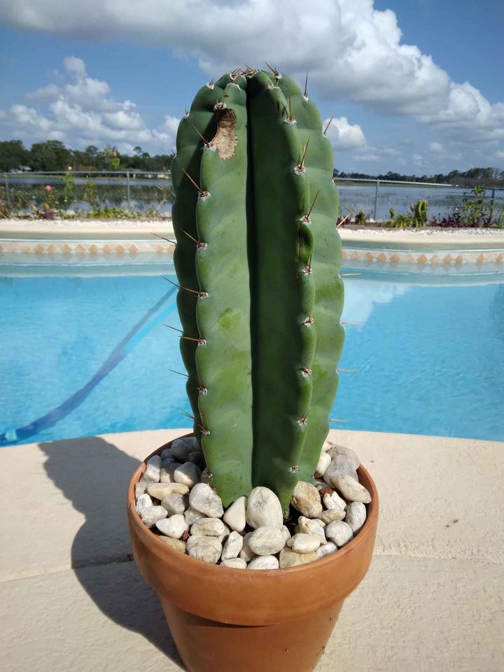 Peruvian Apple Cactus