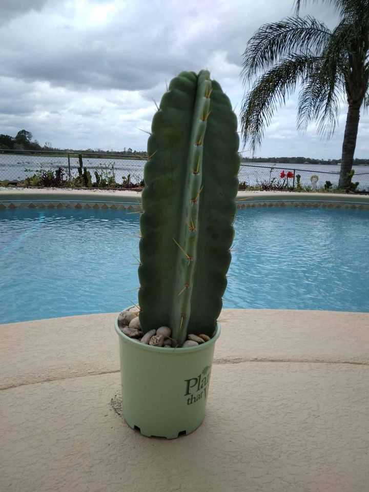 Peruvian Apple Cactus