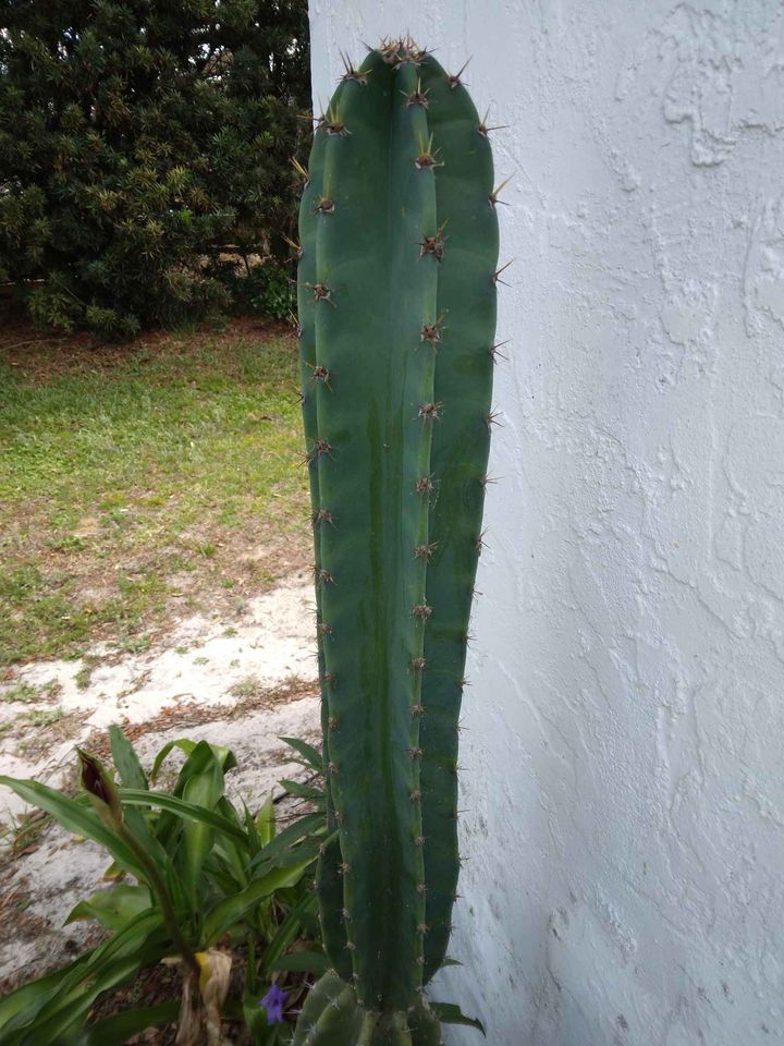 Peruvian Apple Cactus