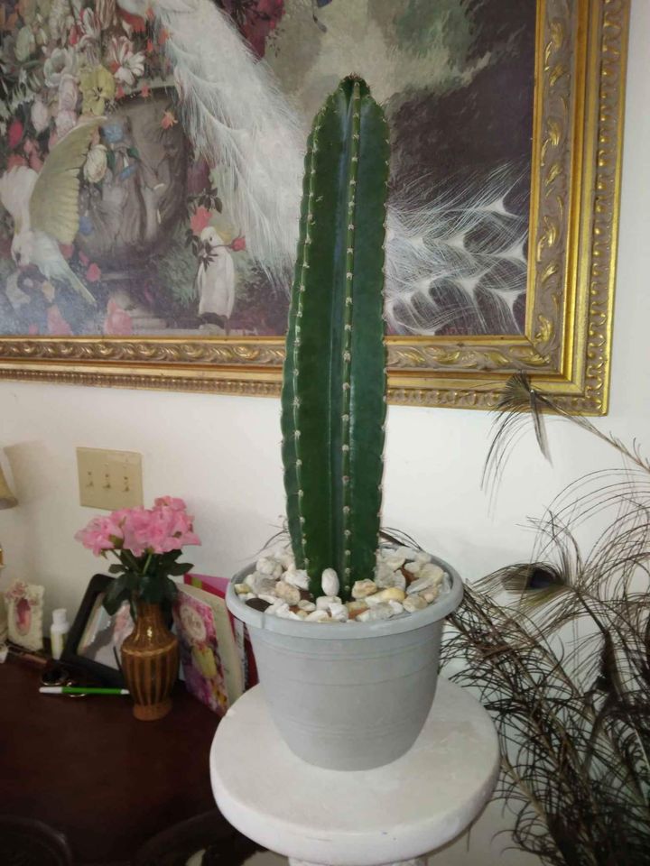 Peruvian Apple Cactus