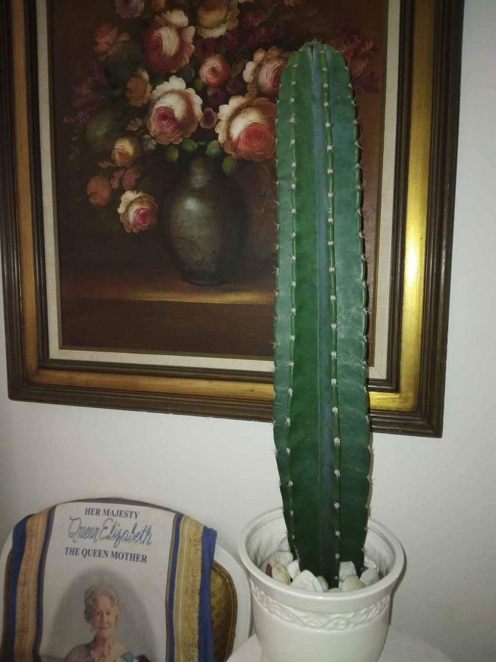 Peruvian Apple Cactus