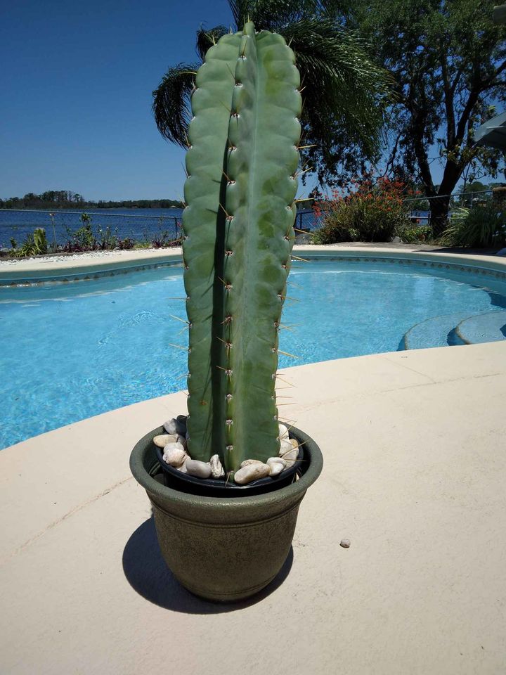 Peruvian Apple Cactus