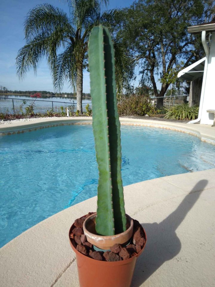 Peruvian Apple Cactus