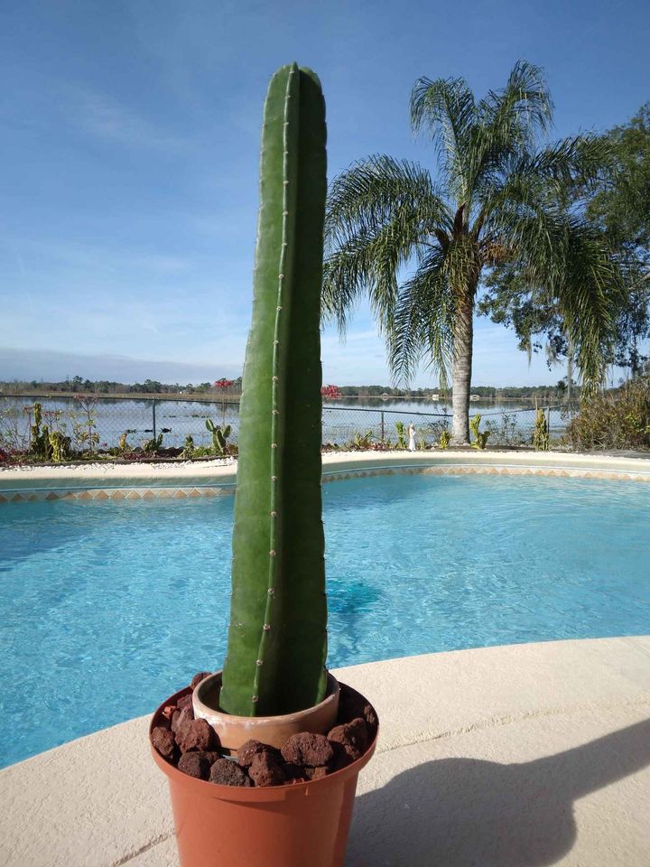 Peruvian Apple Cactus